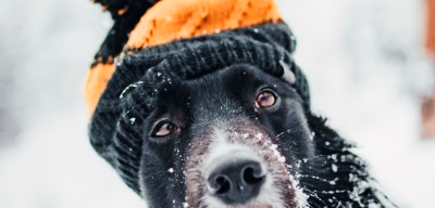 Look after your pets in a cold house Look after your pets in a cold house